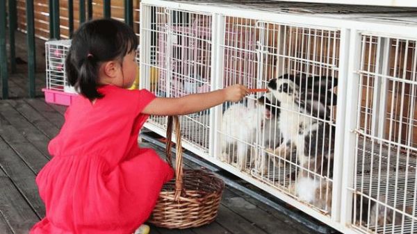 萌宠乐园小香猪宠物在哪