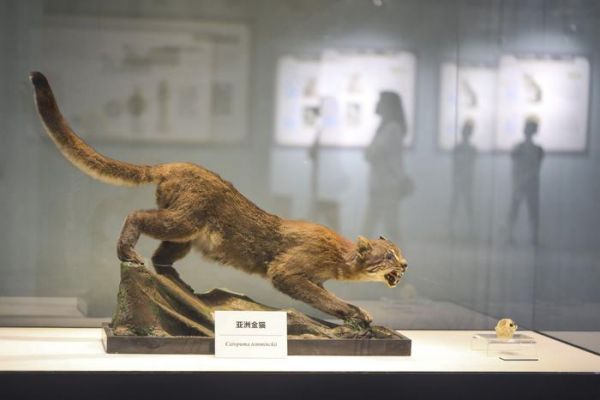 8月23日，国家自然博物馆，展出中的亚洲金猫标本。  新京报记者 浦峰 摄