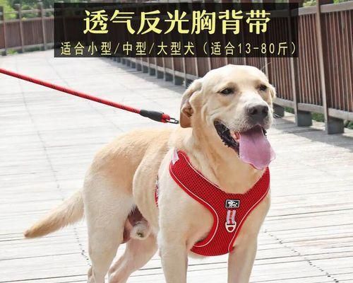 夏天养狗需要注意的常见疾病（如何预防和治疗宠物犬的夏季疾病）