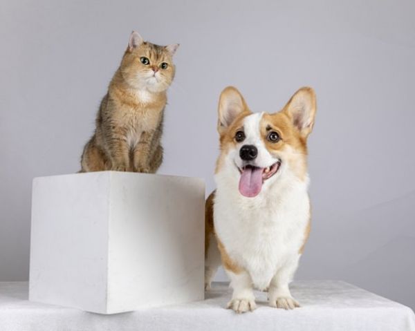 2025年怎么把宠物猫狗带回国内，宠物回国流程指南