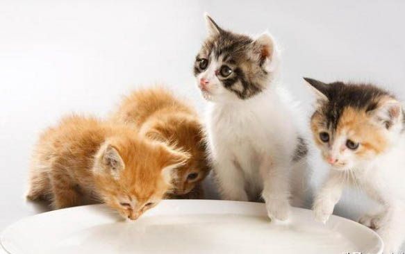 猫宠物托运需要多少钱