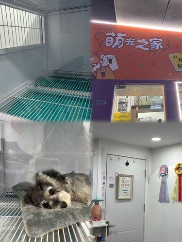 济南这家宠物寄养店太赞啦！