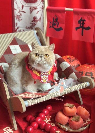 济南爪爪派美容｜猫咪财神到，好运连连来！