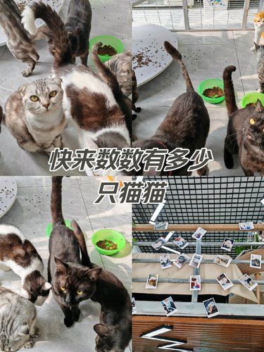 周六日洗猫猫的好去处，
