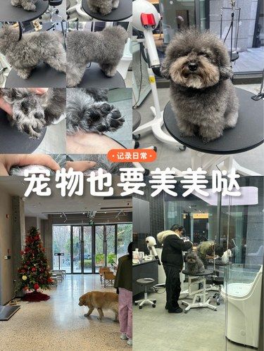 宠物也要美美哒