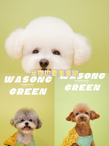 今日份我的泰国王子狗狗们
