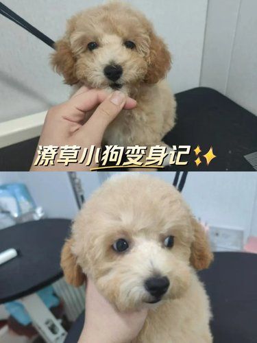 潦草小狗变身记✨
