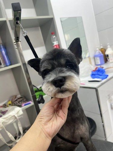 今天，我是宠物美容师