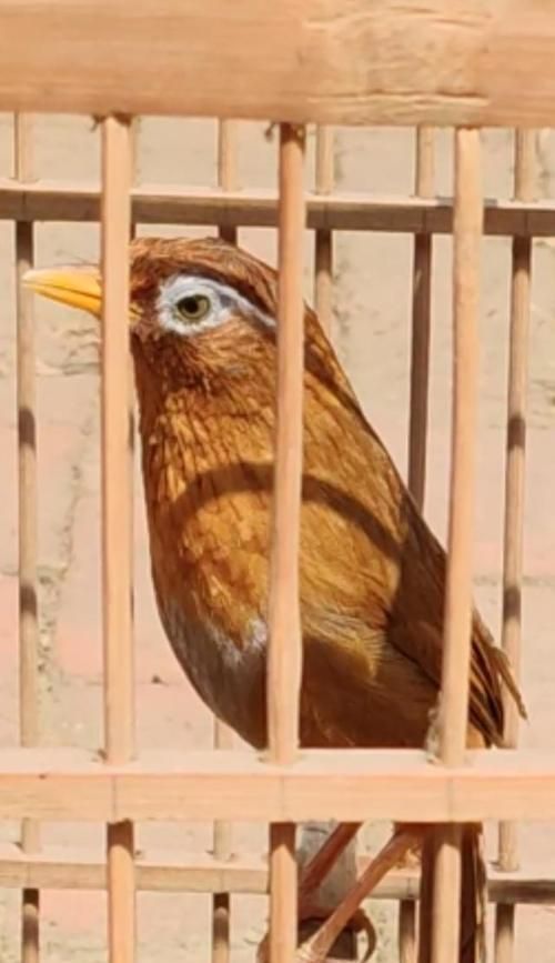 画眉鲷的全面饲养指南（宠物家庭必备，让你成为宠物专家！）