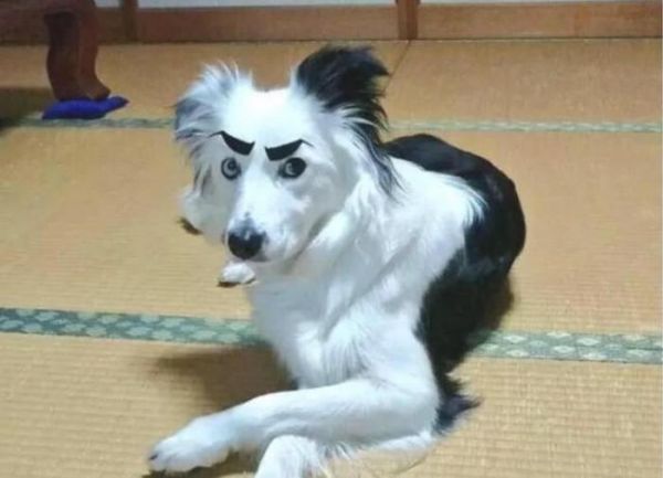 女主人为狗狗画上眉毛，一个个画风清奇，看到最后实在绷不住了