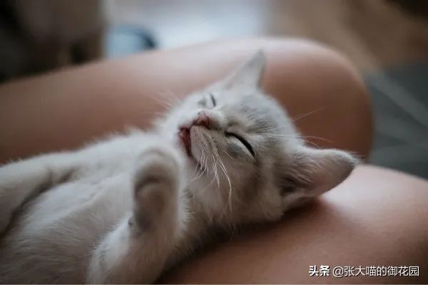辟谣:喂养奶猫应该用羊奶粉?你知道吗?宠物羊奶粉就是交智商税