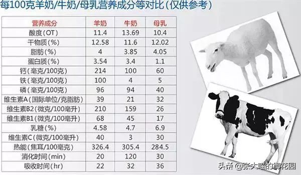 辟谣:喂养奶猫应该用羊奶粉?你知道吗?宠物羊奶粉就是交智商税