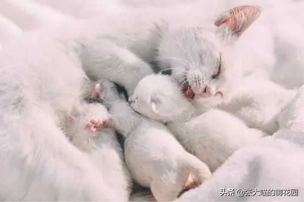 辟谣:喂养奶猫应该用羊奶粉?你知道吗?宠物羊奶粉就是交智商税