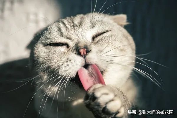 辟谣:喂养奶猫应该用羊奶粉?你知道吗?宠物羊奶粉就是交智商税