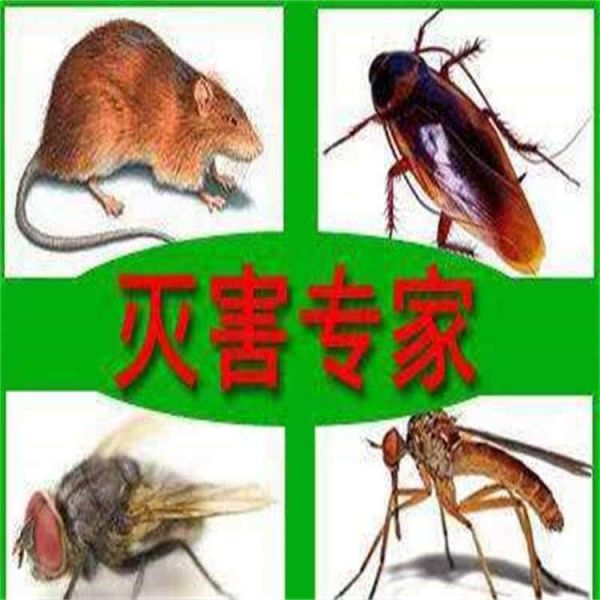郑州杀蟑螂
