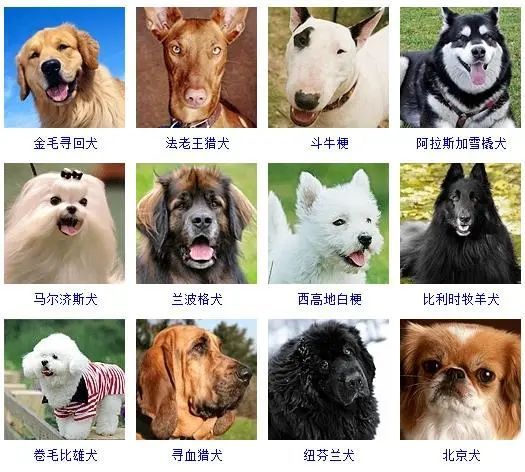 宠物