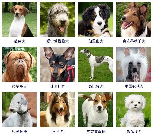 宠物
