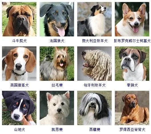 宠物