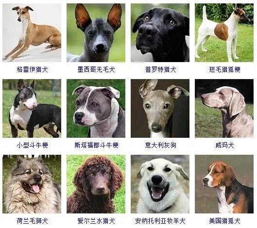 宠物