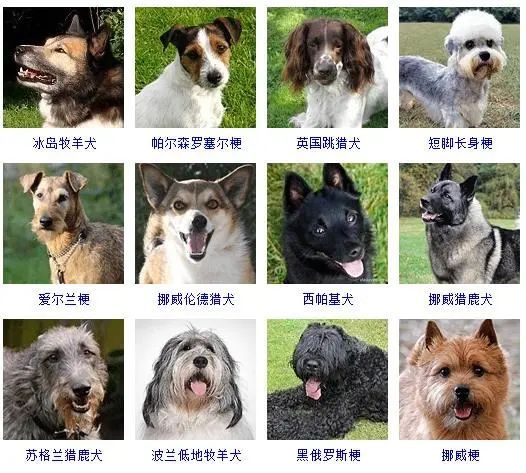 宠物