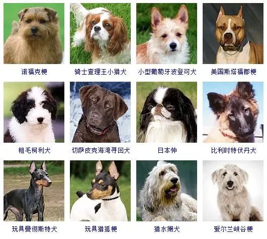 宠物