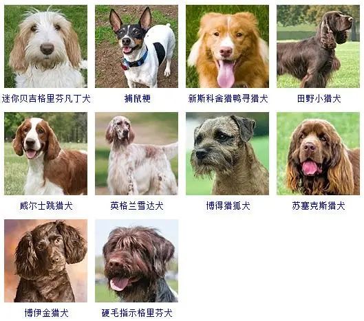 宠物