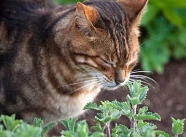 猫薄荷