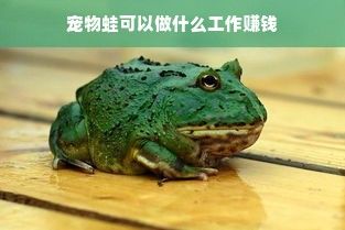 宠物蛙可以做什么工作赚钱