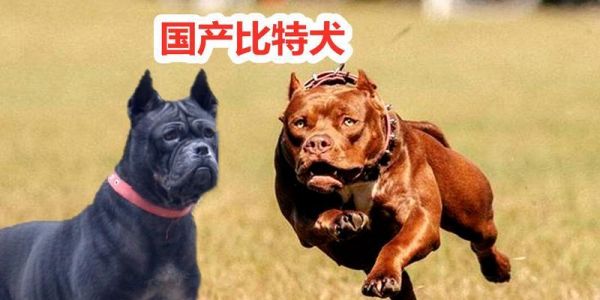如何选择比特犬（了解比特犬的价格行情，掌握选购要点）