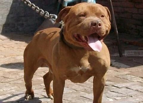 如何选择比特犬（了解比特犬的价格行情，掌握选购要点）