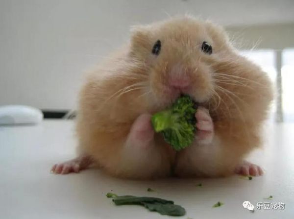 ​宠物最搞笑的瞬间，秋田犬的脸我懂，但是这哈士奇是什么鬼？