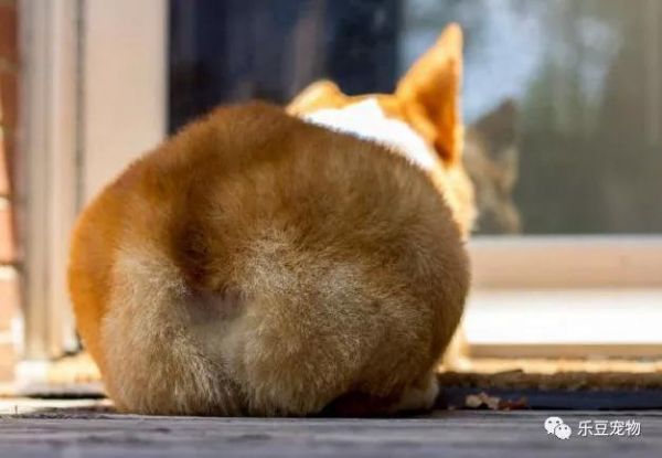 ​宠物最搞笑的瞬间，秋田犬的脸我懂，但是这哈士奇是什么鬼？