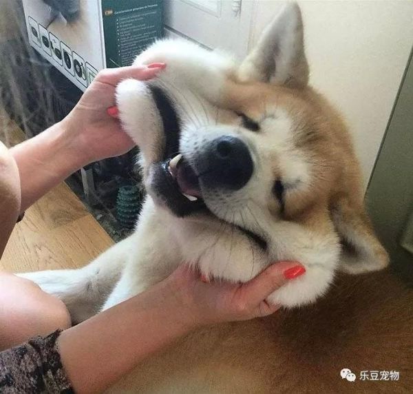 ​宠物最搞笑的瞬间，秋田犬的脸我懂，但是这哈士奇是什么鬼？