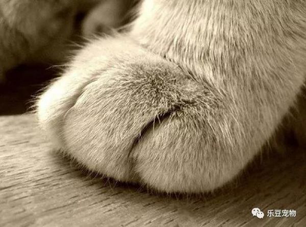 ​宠物最搞笑的瞬间，秋田犬的脸我懂，但是这哈士奇是什么鬼？