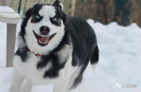 ​宠物最搞笑的瞬间，秋田犬的脸我懂，但是这哈士奇是什么鬼？