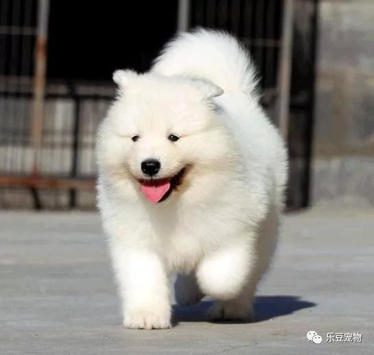 ​宠物最搞笑的瞬间，秋田犬的脸我懂，但是这哈士奇是什么鬼？