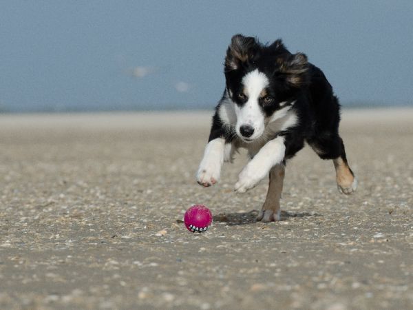 猎犬的宠物项圈：GPS定位器宠物寻找的智能助手