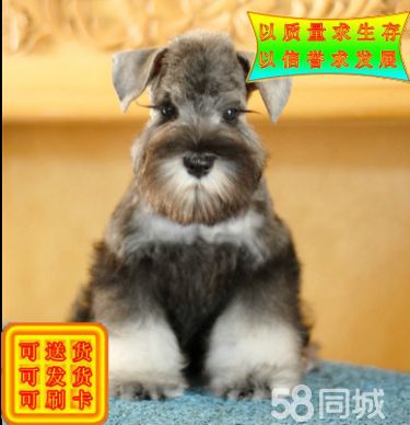 白胡子雪爷爷血统纯正品相*佳雪纳瑞幼犬 信誉至上