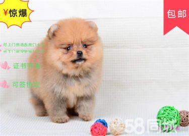 博美犬俊介、白富美高富帅的*佳搭档、你还在等什么、