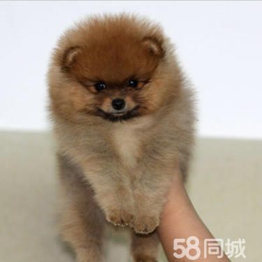 诚信为本一好养是硬道理一纯种博美犬一包养活签协议