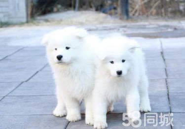 诚信为本、纯种萨摩耶、送用品、售后三包、签协议包活