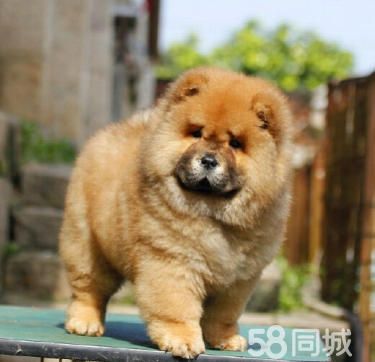 出售纯种大头肉嘴紫舌头松狮犬多种颜色疫苗驱虫做完可