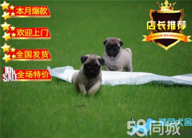 出售纯种巴哥幼犬狗狗品相好健康保证 质量保证