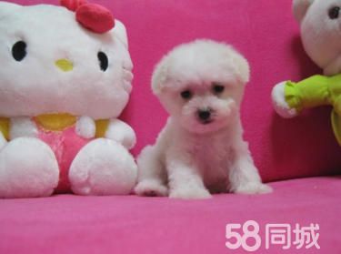 出售比熊幼犬，品质保证，信誉*一