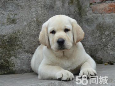 出售聪明可爱的拉布拉多宝宝，纯种健康双优先