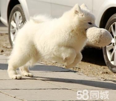 出售赛级澳版纯种萨摩耶幼犬雪橇犬 白色微笑天使