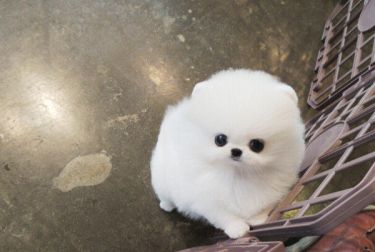 出售哈多利(俊介博美犬)茶杯犬保健康,包退换