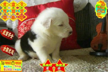 纯种白头通背古牧幼犬 公母均有 协议质保