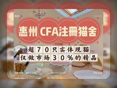 坐标惠州 专业的注册猫舍【猫舍介绍篇】