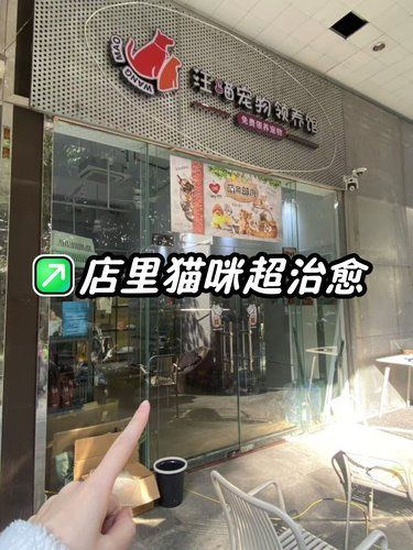 放松喵～心情也融化｜可领养的宝藏小店